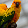 ブラジルカラー