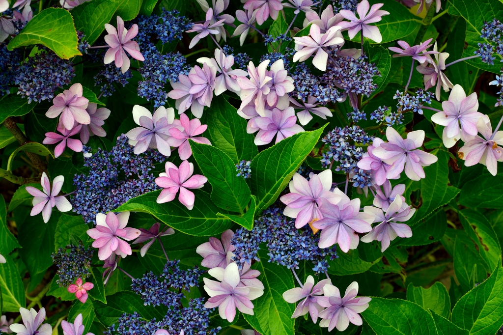 梅雨時の紫陽花