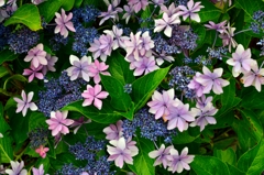 梅雨時の紫陽花