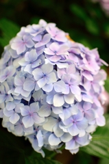 梅雨と紫陽花