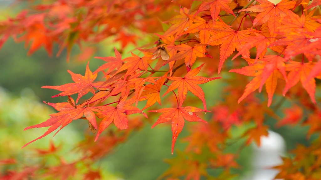 紅葉の中で