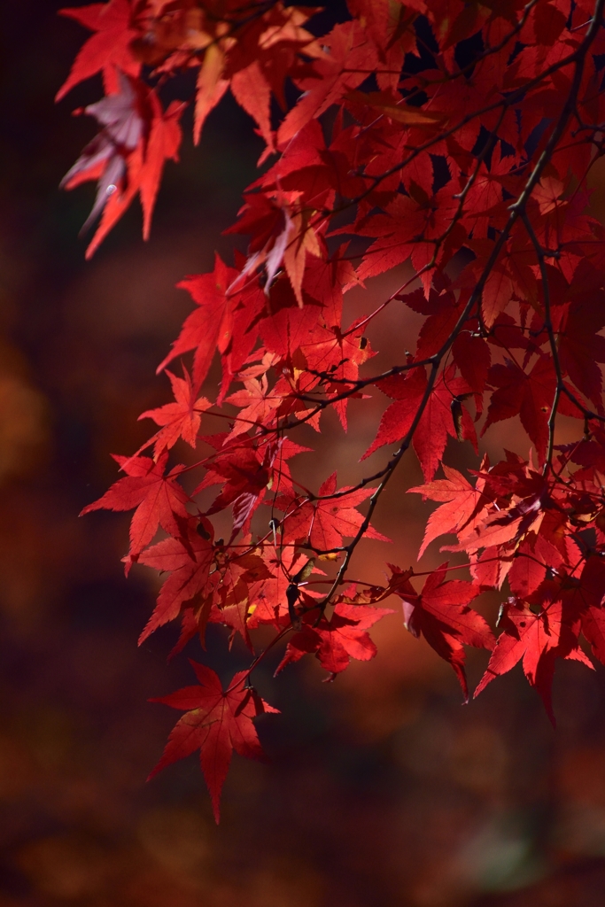 Deep red