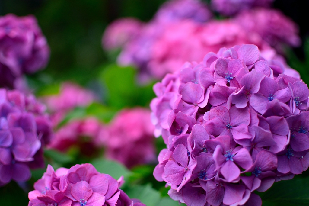 Hydrangea