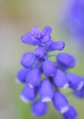 野に咲く花