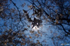 今年の桜