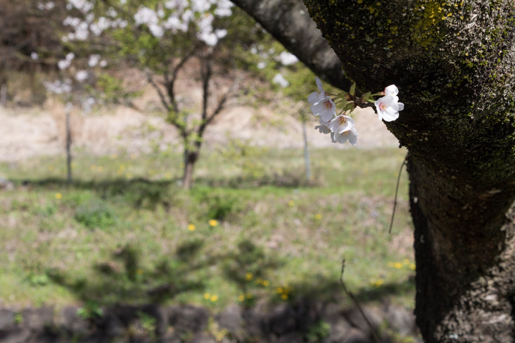 桜満開