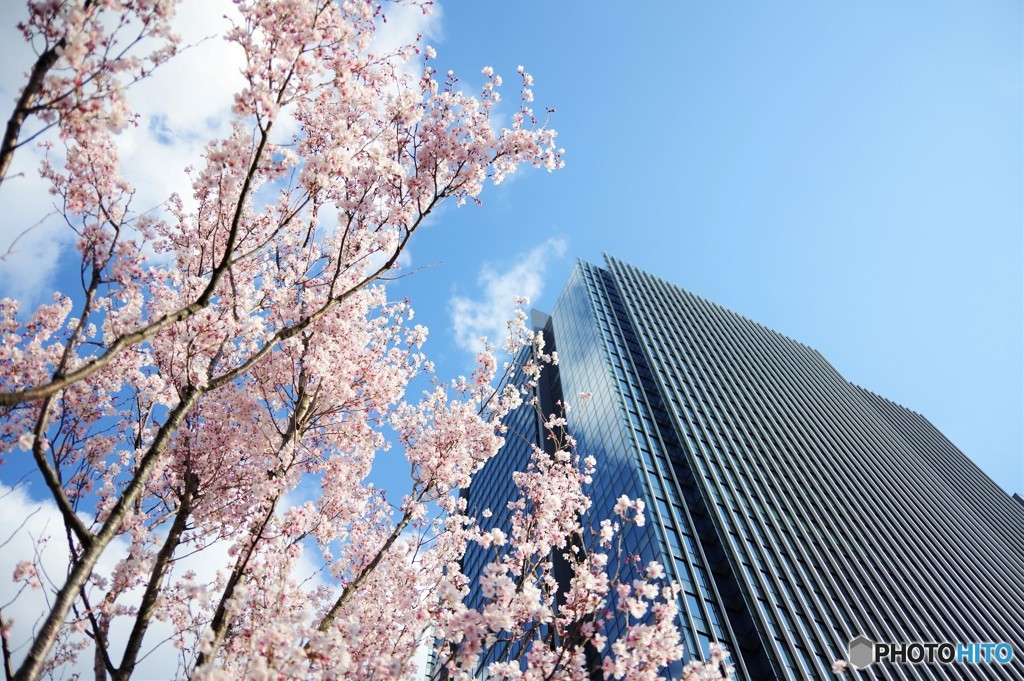 桜が待ち遠しい