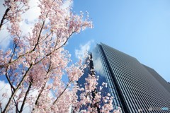 桜が待ち遠しい