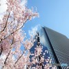 桜が待ち遠しい