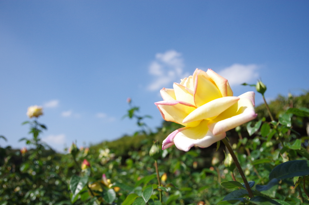 秋薔薇