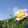 秋薔薇