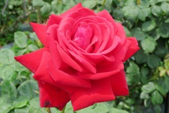 フラワーロードの薔薇