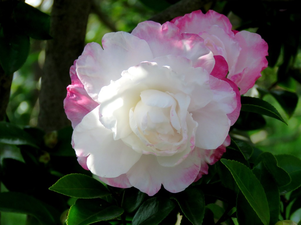 サザンカの花