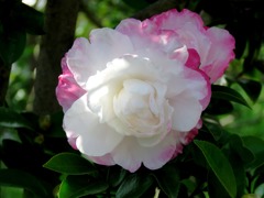 サザンカの花