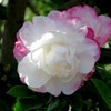 サザンカの花