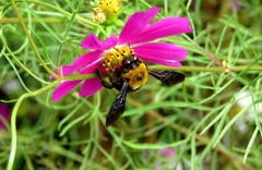 コスモスにクマン蜂
