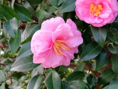 ピンクの山茶花