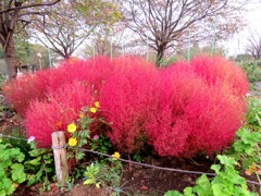 コキア（ホウキ草）