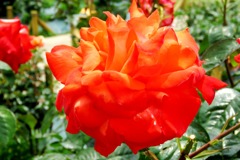 フラワーロードの薔薇