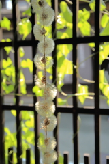 たんぽぽ