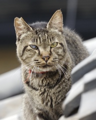 猫おった