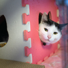 寝起き猫