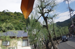 柳