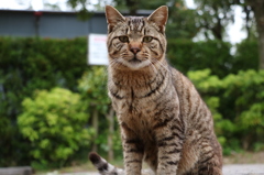 ねこ