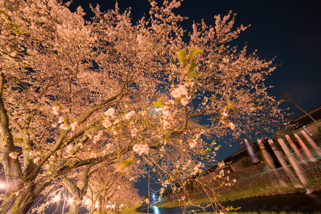 夜桜