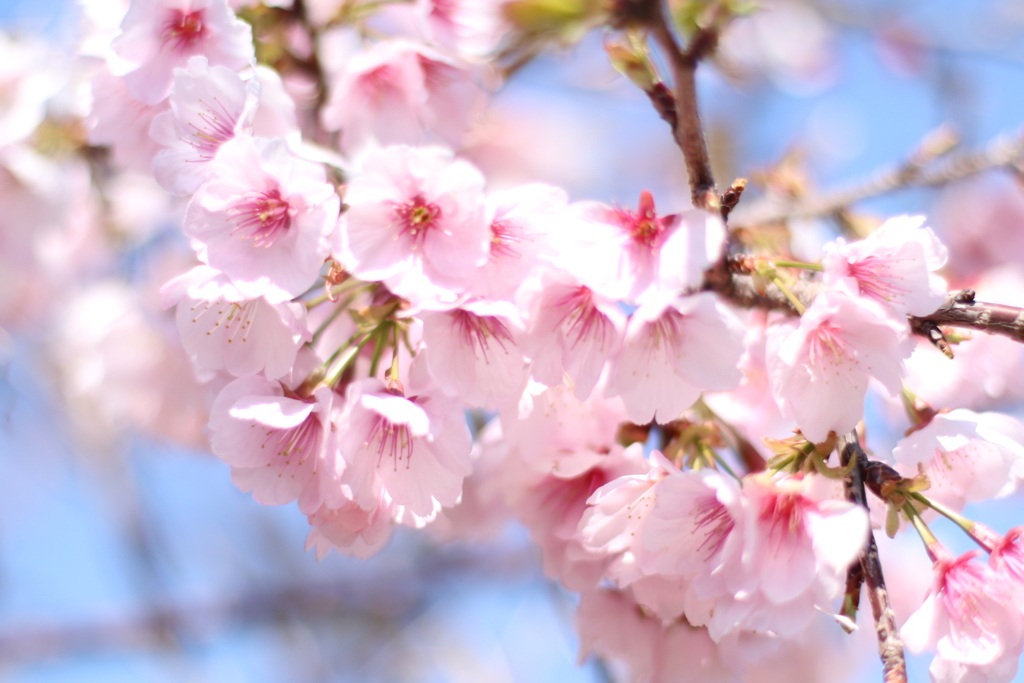 桜咲く