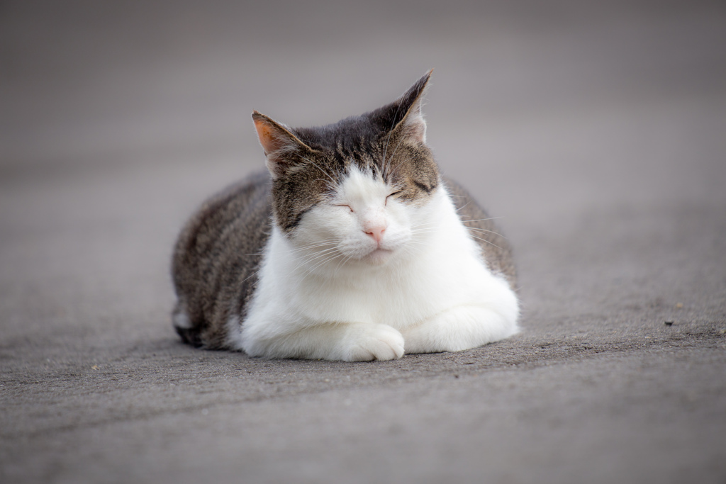 うとうと