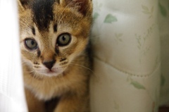 ねこ