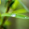 雨上がり