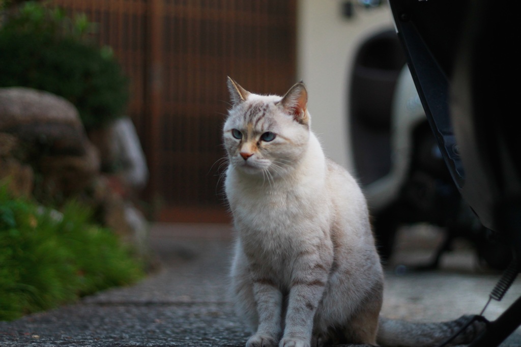 モデル気取り