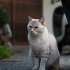 モデル気取り