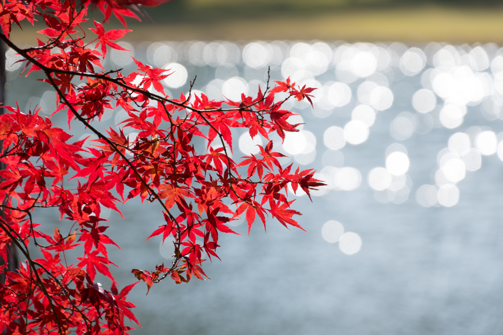 20161106_毛越寺