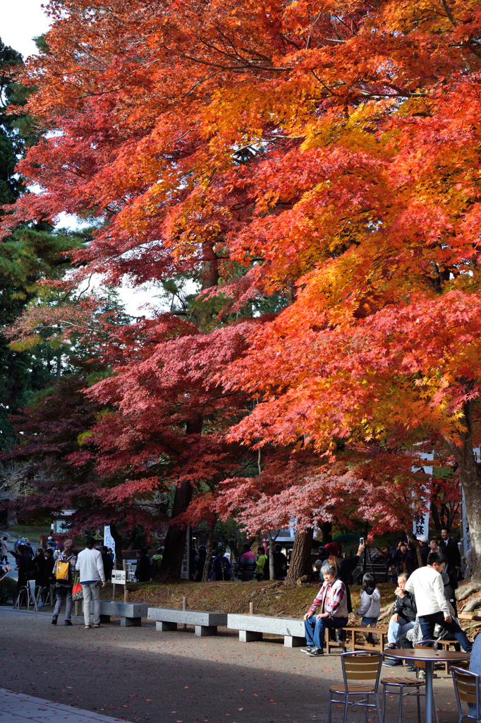 20151103_中尊寺