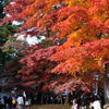 20151103_中尊寺