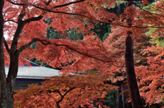 20151103_中尊寺