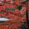 20151103_中尊寺