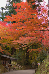 20161106_中尊寺