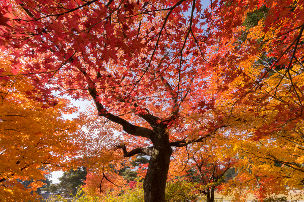 20161106_毛越寺