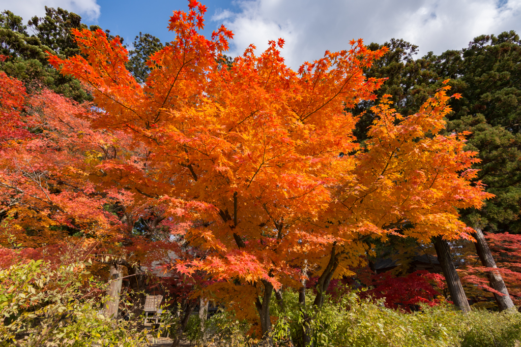 20161106_毛越寺