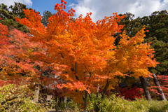 20161106_毛越寺