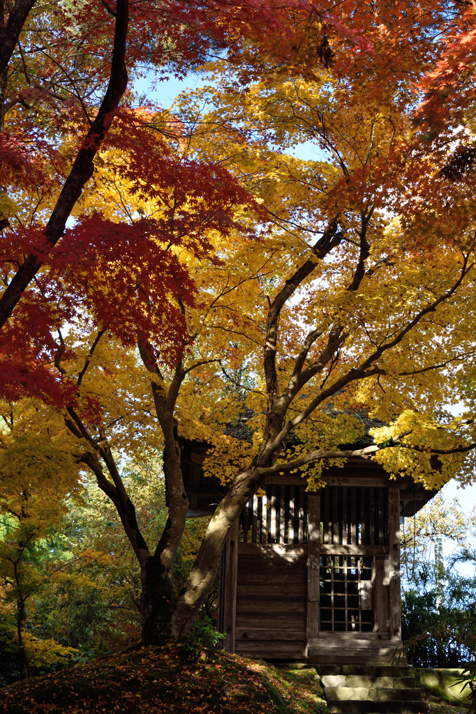 20151103_中尊寺