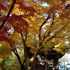 20151103_中尊寺
