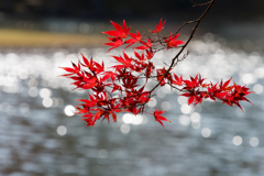 20161106_毛越寺