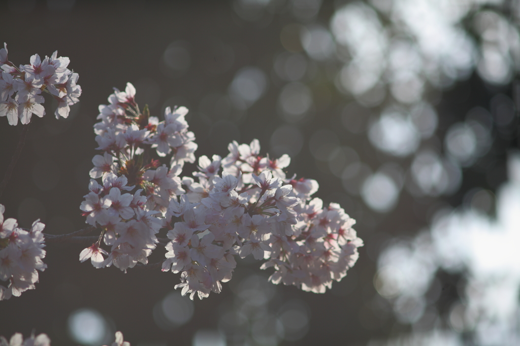 桜