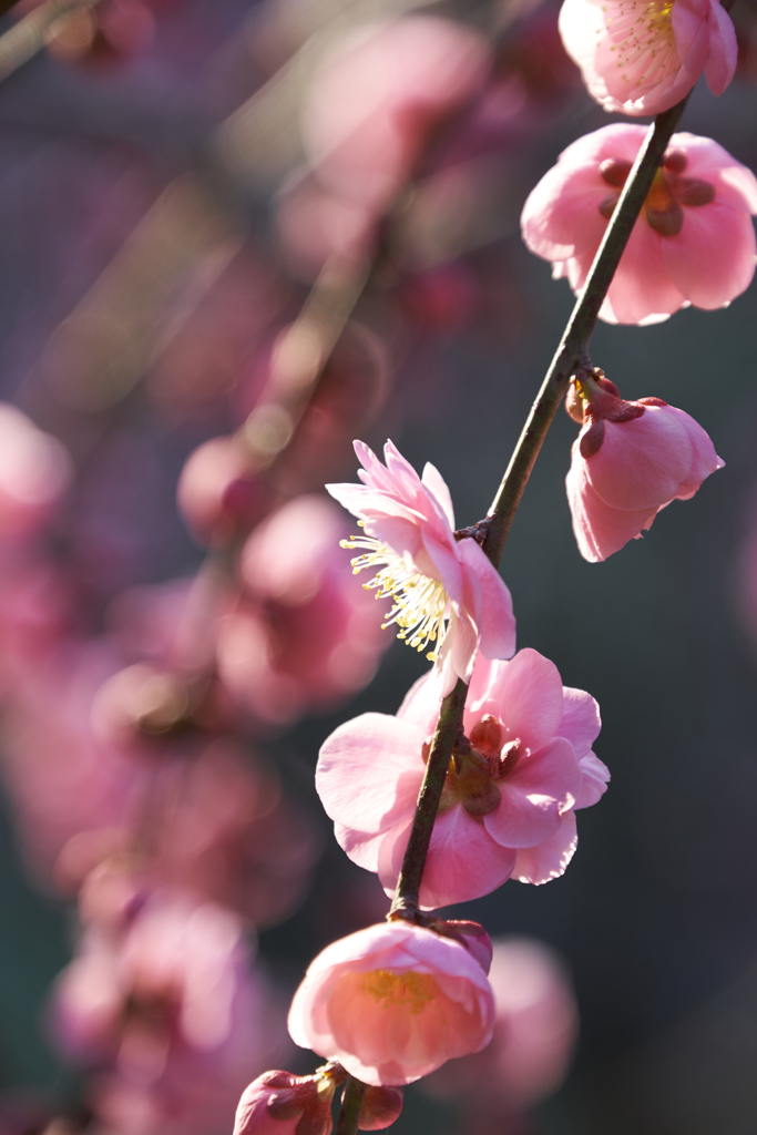 横顔