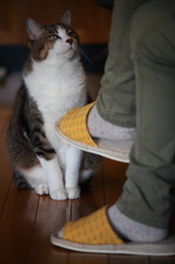 あなたもダイエット中ですが、何か?